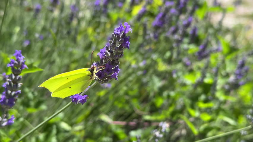 Green Butterfly, Brimstone, drinking nectar from lavender flowers in a field and fly away while bees are also present, actively collecting nectar and pollen. Slow motion, sunny