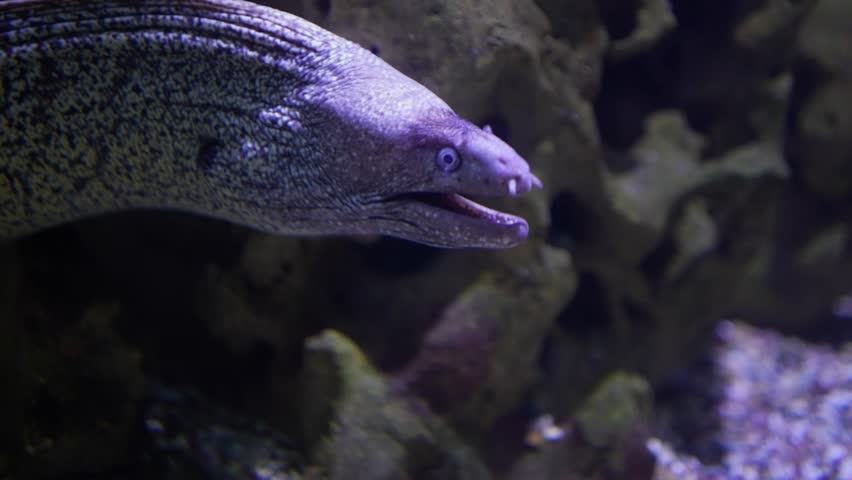 Large White Eel Swimming  Stunning 4K Resolution