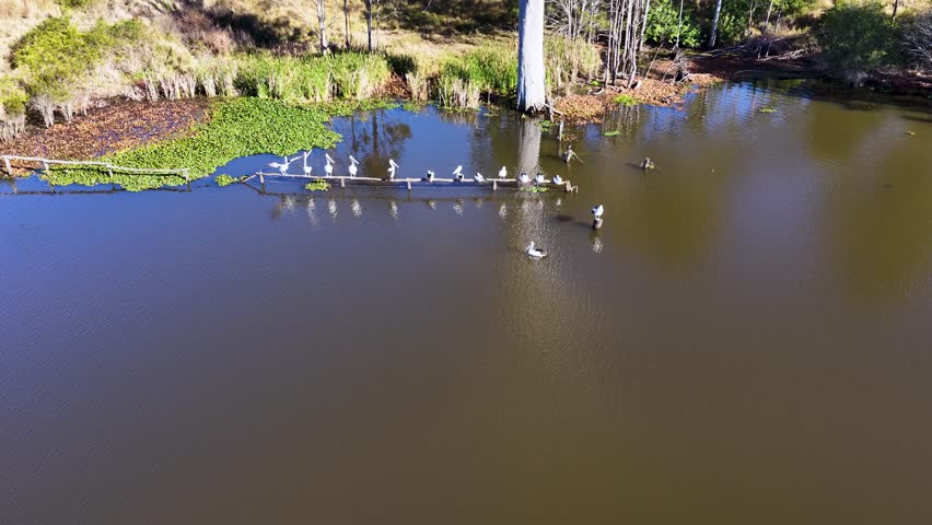 Aerial footage captures a group of Australian pelicans gliding in a line across a calm lake, surrounded by grassy banks and bright daylight