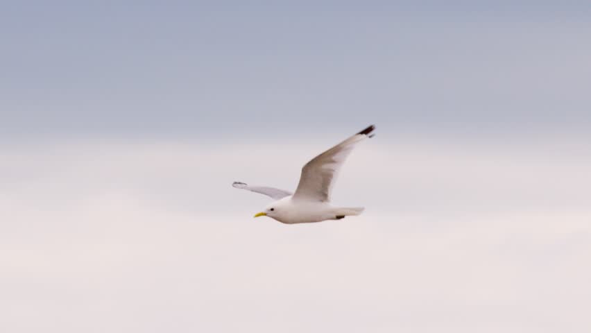 A close-up sequence of a seagull flying across a soft, overcast sky, captured in smooth motion with natural daylight and a steady tracking shot