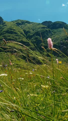 Summer Meadow with Wildflowers and Lush Green Hills
