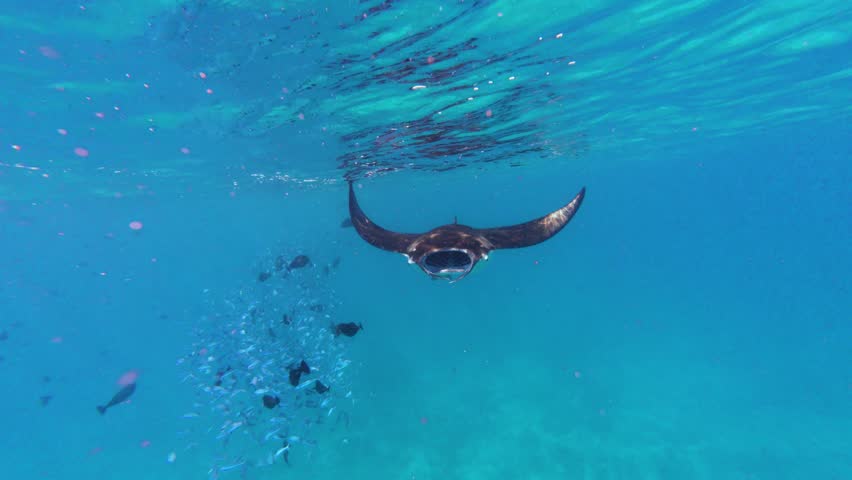 Manta Ray Swimming on the Surface of the Blue Sea and hundreds fish