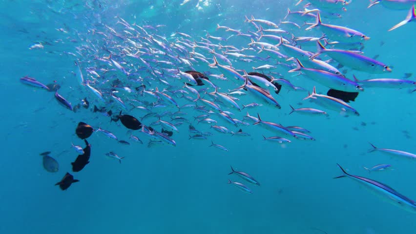 Fish swim in the Blue Sea by the thousands