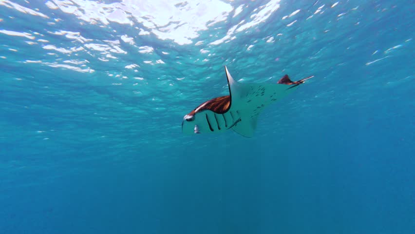 Big Manta rays swimming in the deep blue sea