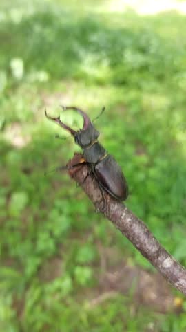 Stag beetle on a stick in all its glory, from all sides

