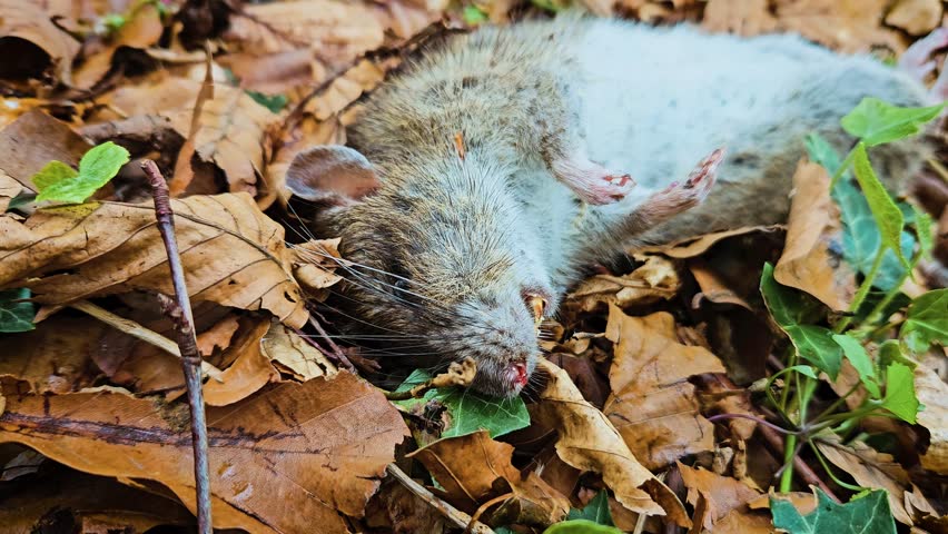 Rodent lying dead on autumn leaves, indicating potential source of epidemic. Rat decomposing in forest floor, symbolizing threat of contagious disease outbreak. Vermin decaying among plants, posing