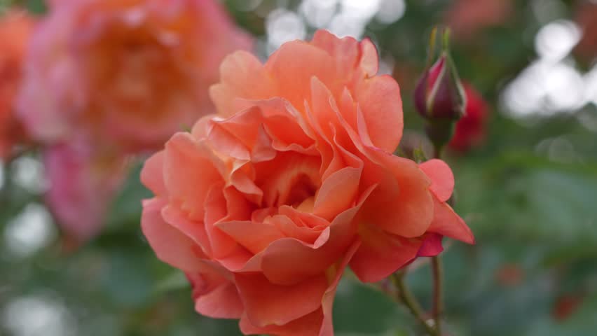 Close up of a vibrant orange rose in full bloom with a nearby rosebud and blurred background