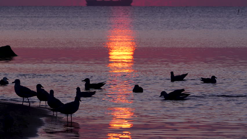 Seabirds gather and bathe at shoreline during vibrant sunrise, with a ship on the horizon.