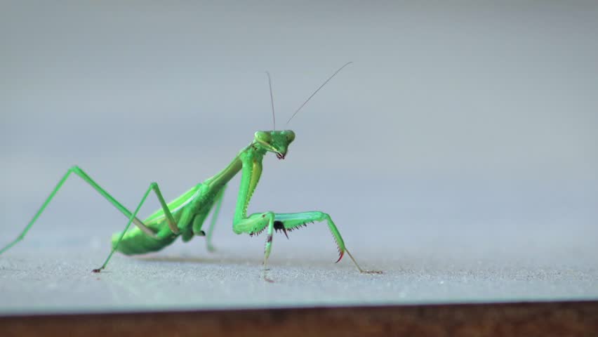 Praying Mantis Looking Towards Camera Close Up Eyes, Daytime, Maffra, Gippsland, Victoria, Australia