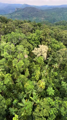Vertical View Of Lush Rainforests At The Wet Tropics World Heritage Area In Queensland, Australia. High Angle Shot