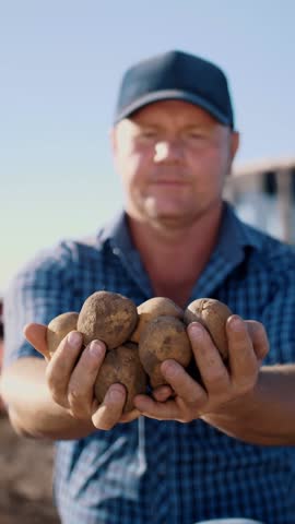 Potato harvesting. potato tubers. farming. farmer holds in his hands large tubers of freshly harvested potatoes, in the field, against the background of a potato harvester, tractor.
