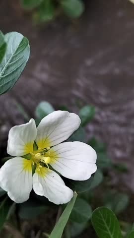 beautiful white flowers in nature