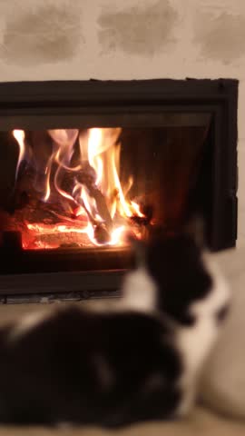 Cute cat relaxing at burning fireplace. Cozy autumn or winter evening with pet. Sweet black and white cat looking at warm fireplace with flame and lying on bed with pillows.Vertical footage