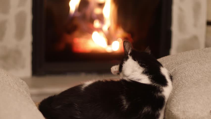 Cute cat relaxing at burning fireplace and grooming. Cozy autumn or winter evening with pet. Sweet black and white cat licking paw at warm fireplace and lying on bed with pillows. Video