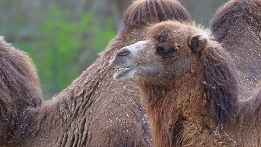 The Bactrian camel, Camelus bactrianus is a large, even-toed ungulate native to the steppes of Central Asia. The Bactrian camel has two humps on its back