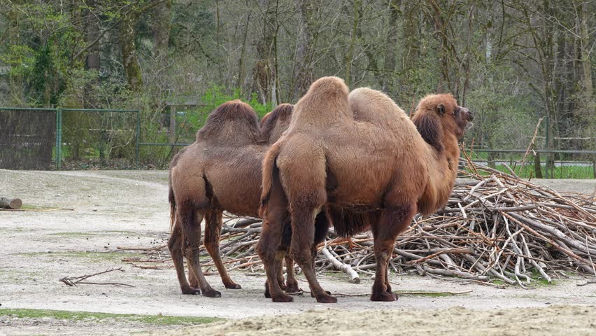 The Bactrian camel, Camelus bactrianus is a large, even-toed ungulate native to the steppes of Central Asia. The Bactrian camel has two humps on its back