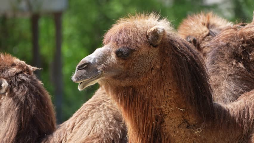 The Bactrian camel, Camelus bactrianus is a large, even-toed ungulate native to the steppes of Central Asia. The Bactrian camel has two humps on its back