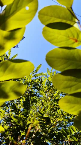 black locust and blu sky