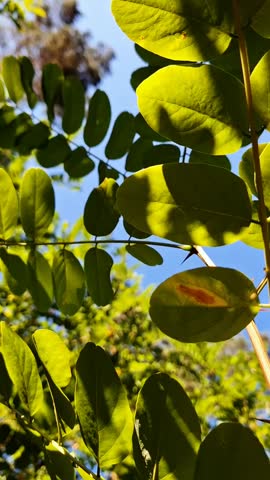 black locust and blu sky