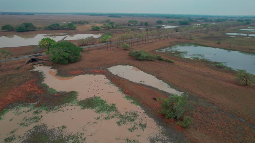 Aerial view freshwater marshes, lakes and rice fields, tropical habitat, Los llanos Venezuela