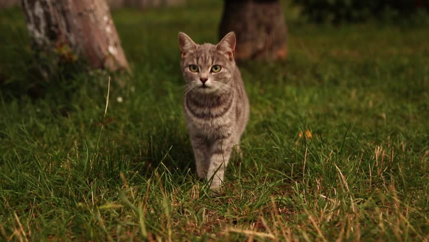 A beautiful portrait of a grey and white domestic cat with short hair, captured outside in the green grass. The cat has its mouth open and tongue out, as if roaring, creating a funny and playful face.
