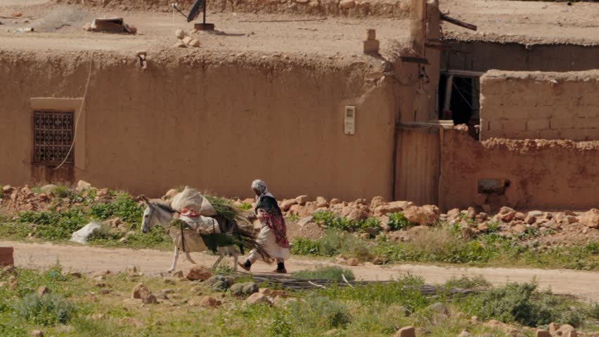 A Berber woman leads a donkey carrying bundles of grass along a dusty road past traditional Moroccan houses. This scene evokes a sense of rural life, simplicity, and cultural heritage.