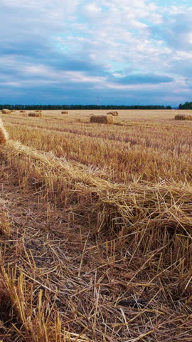 Freshly harvested wheat field with neat rows of straw stretching into distance. Golden tones of cut stalks contrast with blue sky and soft clouds above