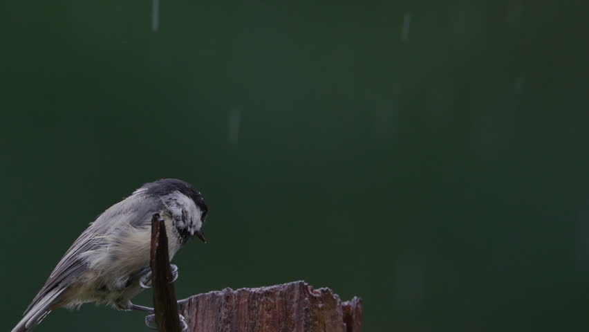 Chickadee perched on a Cedar post on a rainy summer day, ultimately driven off by a male Cardinal, in the Piedmont of North Carolina, slow motion.