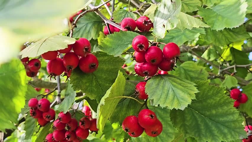 Hawthorn with red fruit, Crataegus monogyna, . Natural beautiful background Branch of common hawthorn with berries