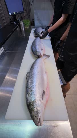 Fresh whole salmon fish on a cutting board in a professional kitchen, chef in black gloves preparing seafood for filleting or cooking. Food preparation in restaurant