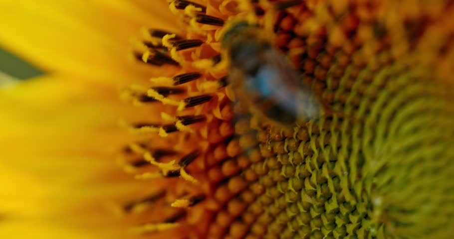 A close-up shot of a bee collecting pollen from the center of a bright yellow sunflower, showcasing the intricate details of the flower