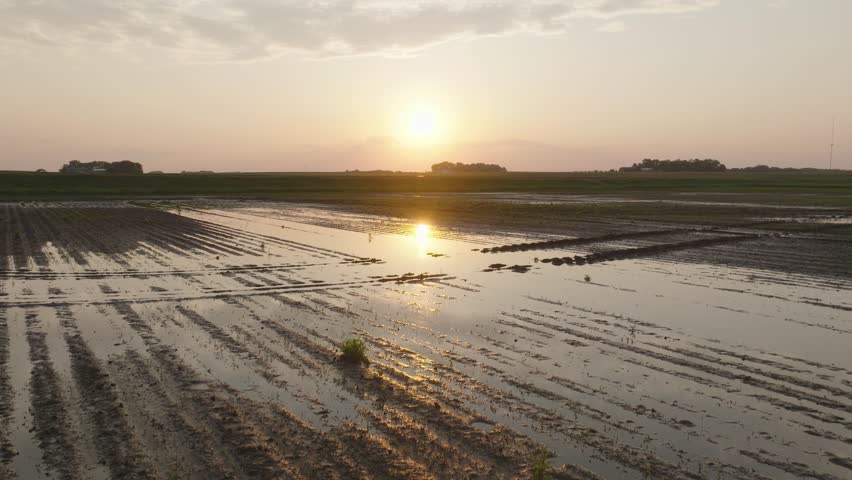 Flooded Corn Field After Heavy Rain During Sunset. - aerial ascend shot