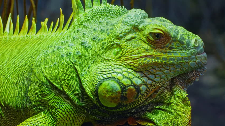 Green iguana, large arboreal herbivorous lizard species. Iguana on the tree branch. Closeup