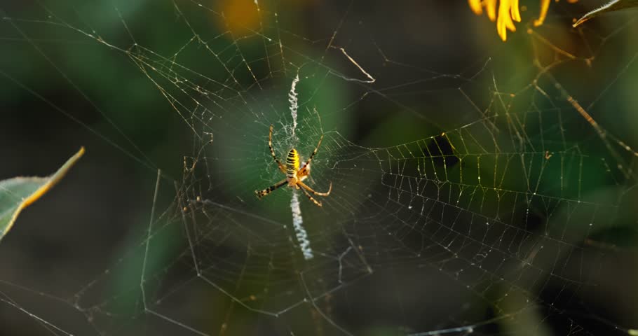 A striking image of a yellow and black Argiope spider patiently waiting in the center of its intricate web, suspended against a blurred background of green foliage and hints of yellow petals