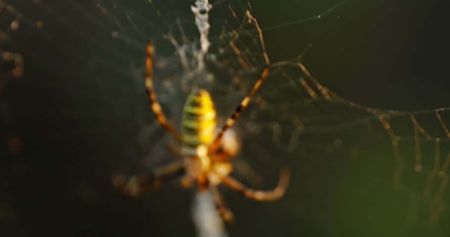 A striking image of a yellow and black Argiope spider patiently waiting in the center of its intricate web, suspended against a blurred background of green foliage and hints of yellow petals