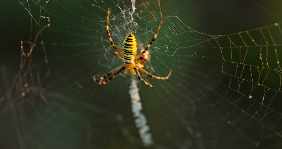 A striking image of a yellow and black Argiope spider patiently waiting in the center of its intricate web, suspended against a blurred background of green foliage and hints of yellow petals