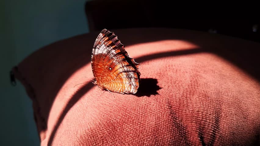 Close up footage of a brown white butterfly resting on a textured sofa indoors with light subtly reflects off its patterned wings, creating a calm and aesthetic scene