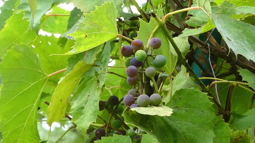 A bunch of ripening green and purple grapes on a vine