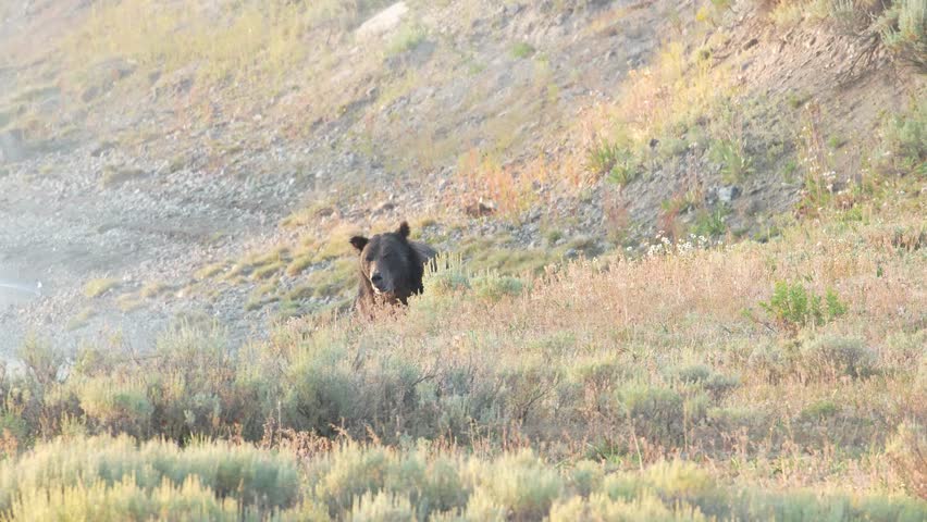 Grizzly bear running through meadow in Yellowstone National Park.