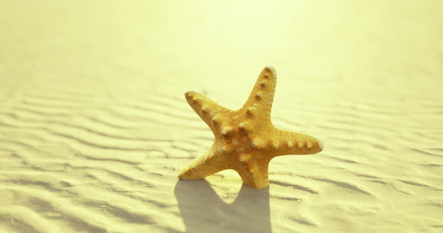 A starfish sits on sandy beach, illuminated by soft sunlight during the afternoon. Gentle waves create patterns in the sand around the sea creature.