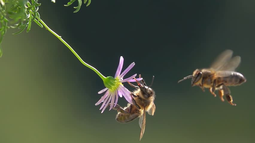 Bees on little purple Flower. Funny close-up view. Slow-motion. Daisy flower