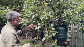 Senior man inspects carefully ripening apples in garden, plucks and discards rotten one. - Powered by Shutterstock - Get 15% off with code: PIKWIZARD15