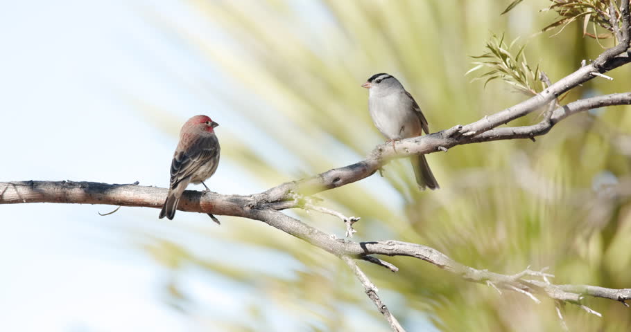 This is a video of a house finch and white crowned sparrow sitting on a branch together.