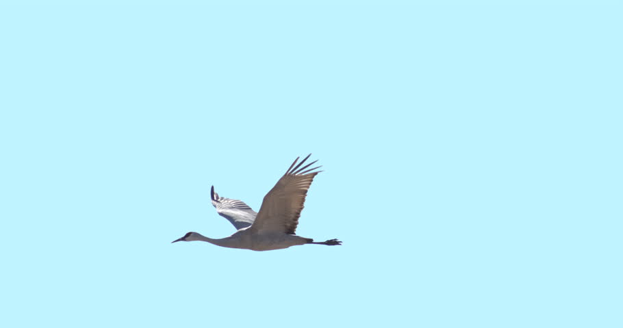 This is a video of a single sandhill crane flying in flight.