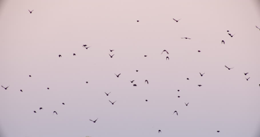 This is a good slow motion shot showing the flight pattern of red winged black birds as they are flying away from you.