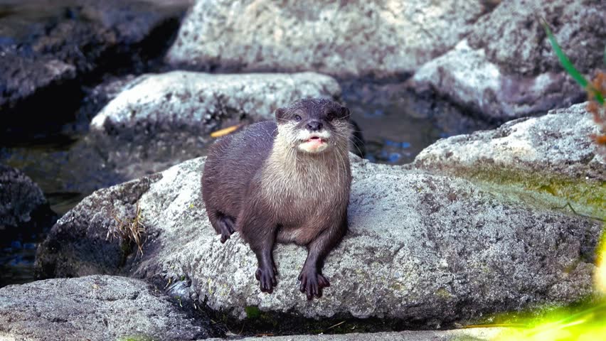 an adorable otter is resting on rocks by the water. a cute animal in its natural wildlife habitat