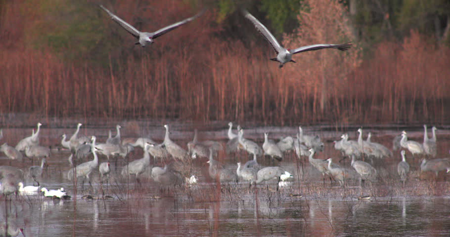 This is a shot of a sandhill crane flying by at bosque del apache new mexico.