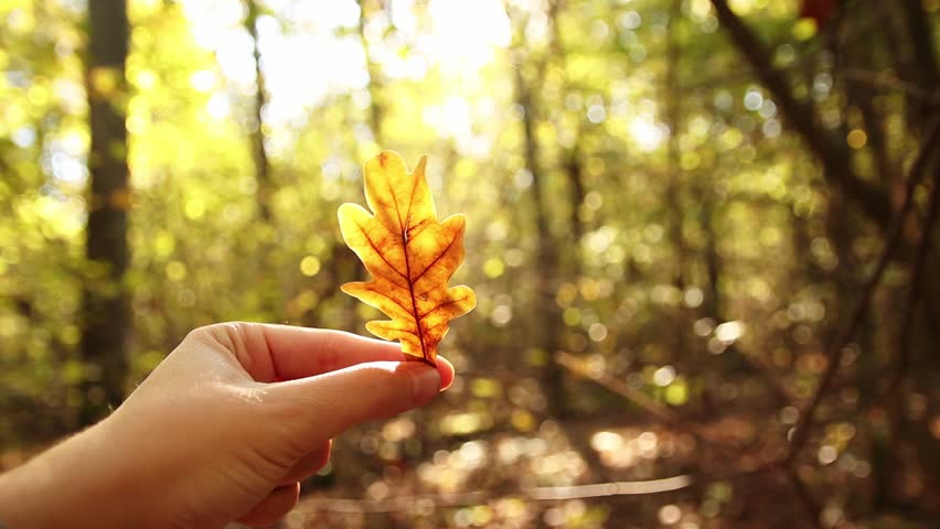 A hand gently holds a single oak leaf in a sun-drenched autumn forest. Hello autumn concept.