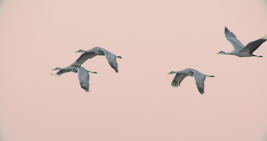 This is a video of some sandhill cranes in flight together.