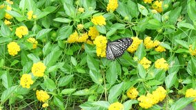 Black and White Butterfly Resting on Vibrant Yellow Lantana Flowers in a Lush Green Garden Setting - Powered by Shutterstock - Get 15% off with code: PIKWIZARD15